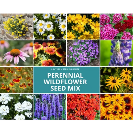 Perennial Wildflower Mixed Seeds ~ Year-round color with one easy planting