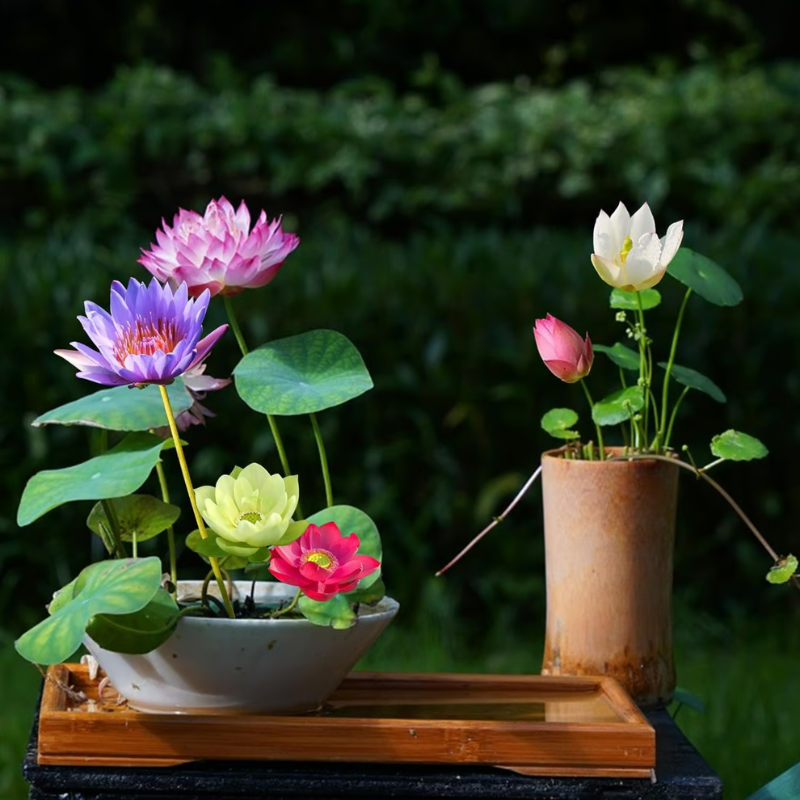 Sacred Bonsai Bowl Lotus Flower Seeds ~ Grow vibrant blooms in bowls, pots, or patios.