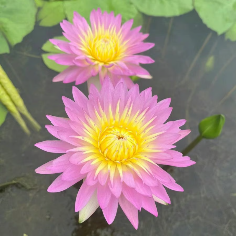 Sacred Bonsai Bowl Lotus Flower Seeds ~ Grow vibrant blooms in bowls, pots, or patios.