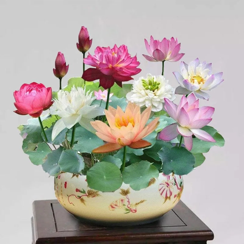 Sacred Bonsai Bowl Lotus Flower Seeds ~ Grow vibrant blooms in bowls, pots, or patios.
