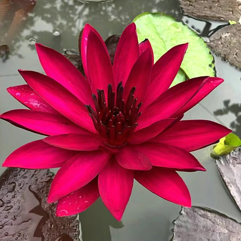 Sacred Bonsai Bowl Lotus Flower Seeds ~ Grow vibrant blooms in bowls, pots, or patios.