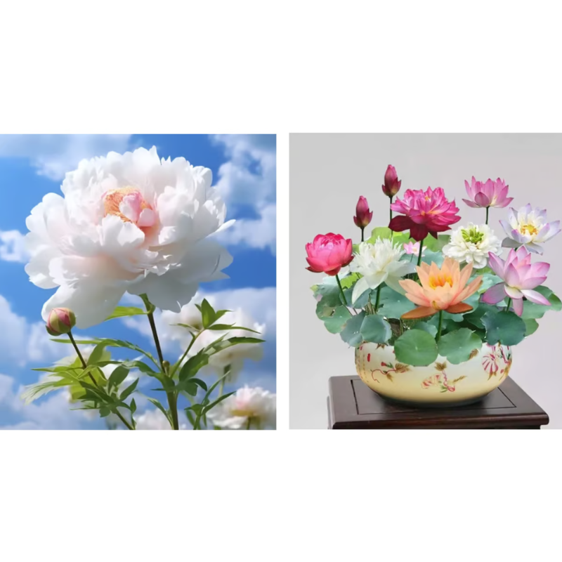 Double Petaled Peony Seeds ~ Grow lush, layered blooms that wow every spring