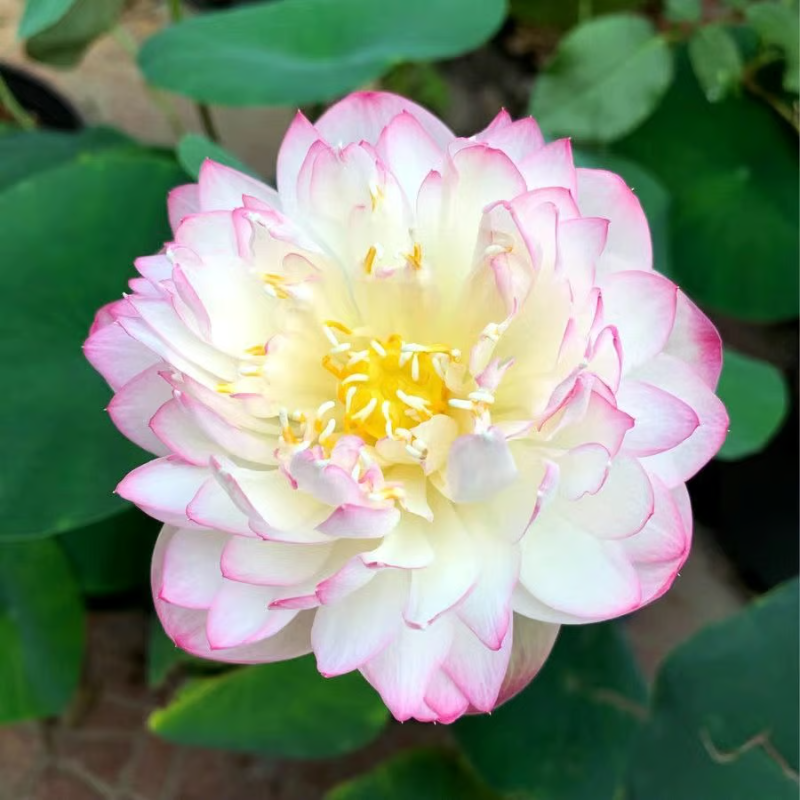 Sacred Bonsai Bowl Lotus Flower Seeds ~ Grow vibrant blooms in bowls, pots, or patios.