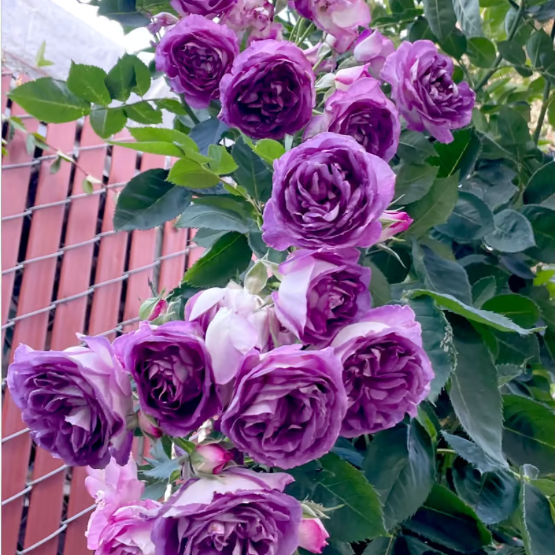 Climbing Rose Seeds ~ Transform fences into floral walls naturally_