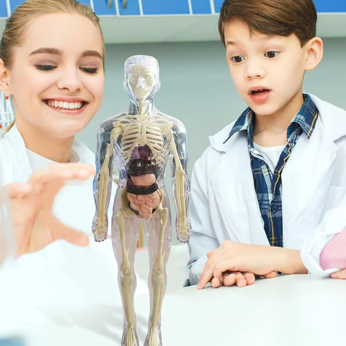 Clear Human Body Structure Model ~ Way cooler than a textbook.