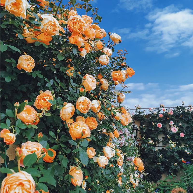 Climbing Rose Seeds ~ Transform fences into floral walls naturally_