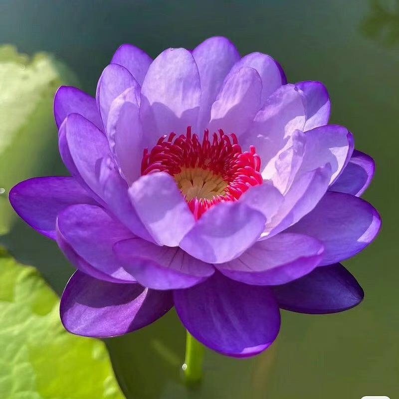 Sacred Bonsai Bowl Lotus Flower Seeds ~ Grow vibrant blooms in bowls, pots, or patios.