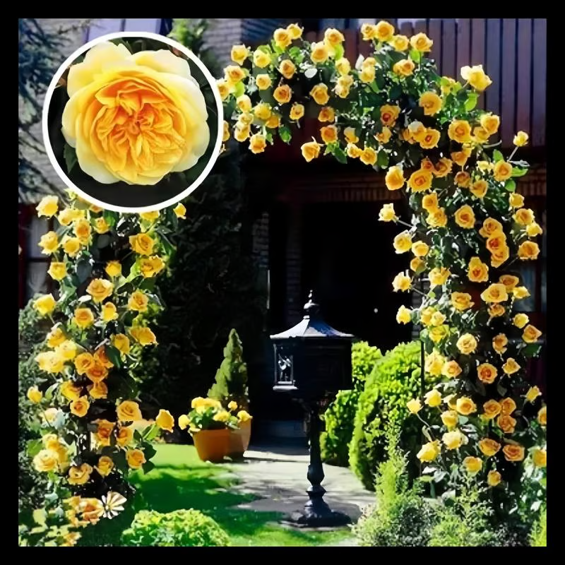 Climbing Rose Seeds ~ Transform fences into floral walls naturally_