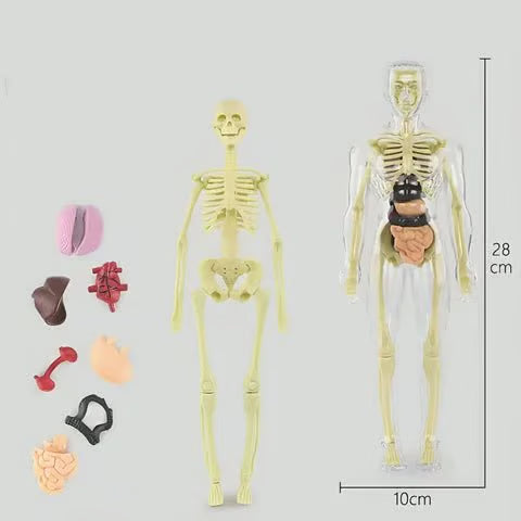 Clear Human Body Structure Model ~ Way cooler than a textbook.