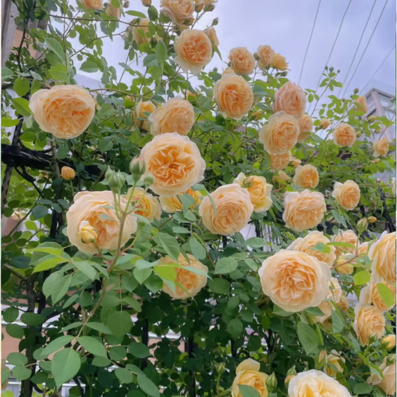 Climbing Rose Seeds ~ Transform fences into floral walls naturally_