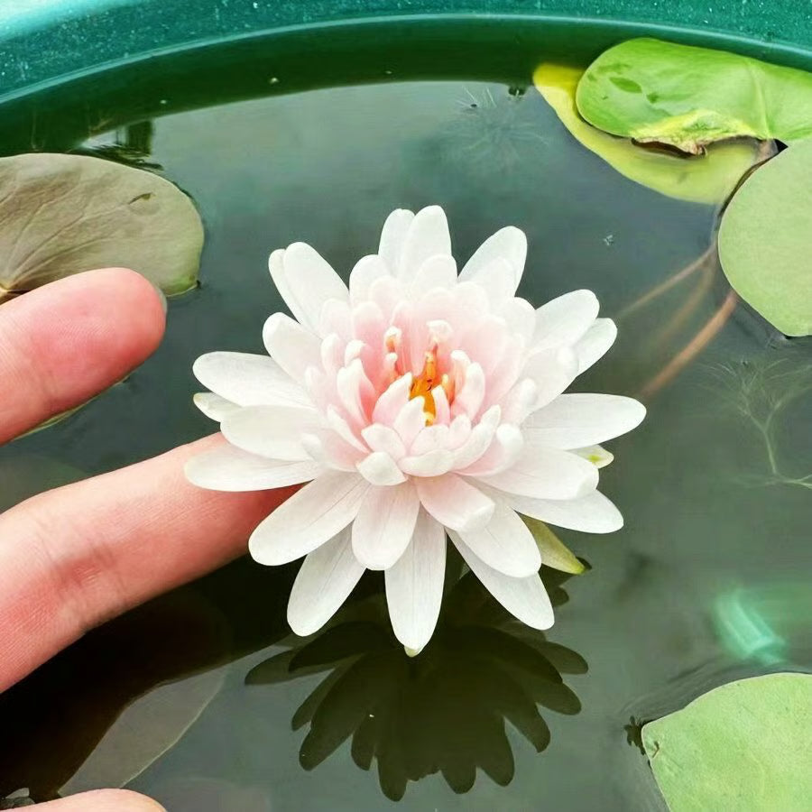 Lotus Flower Seeds ~ Because inner peace won’t sprout on its own.