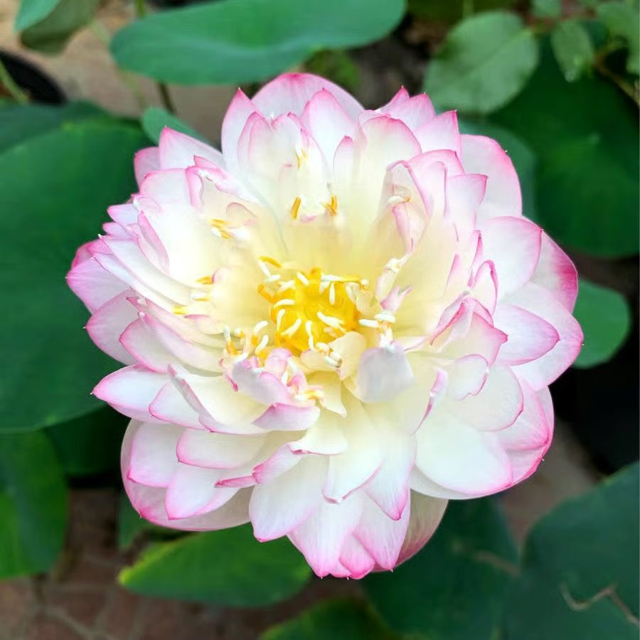 Lotus Flower Seeds ~ Because inner peace won’t sprout on its own.