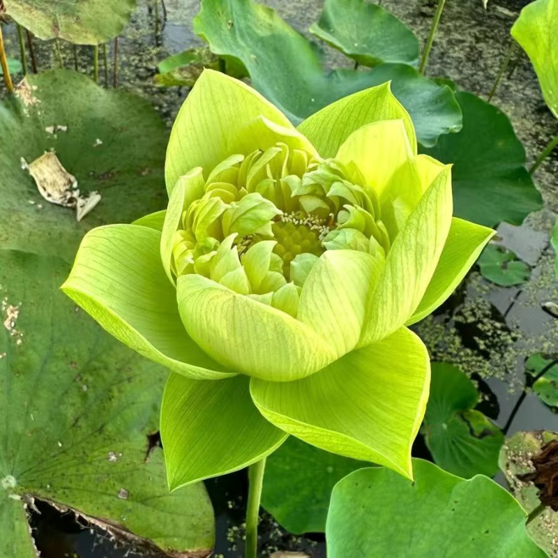 Sacred Bonsai Bowl Lotus Flower Seeds ~ Grow vibrant blooms in bowls, pots, or patios.