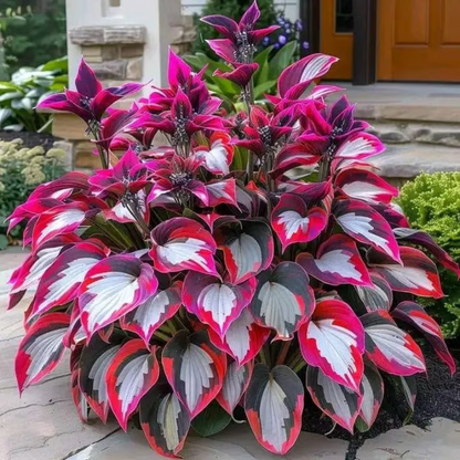 Rare Hosta Seeds ~ Transform dull garden corners into a colorful oasis.