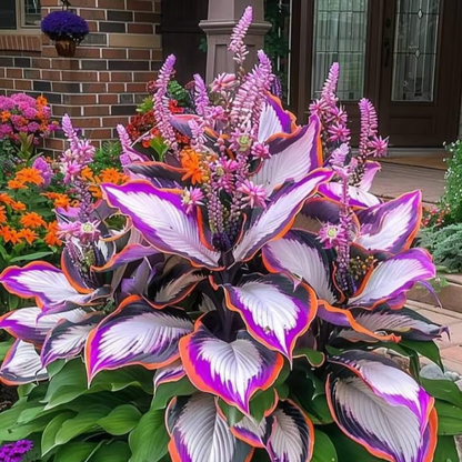 Rare Hosta Seeds ~ Transform dull garden corners into a colorful oasis.