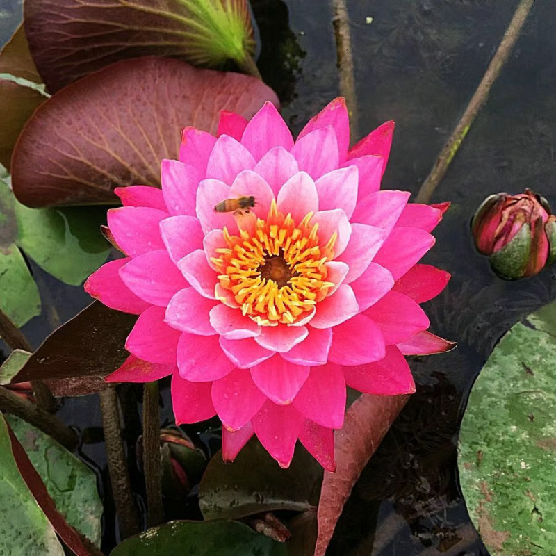 Sacred Bonsai Bowl Lotus Flower Seeds ~ Grow vibrant blooms in bowls, pots, or patios.