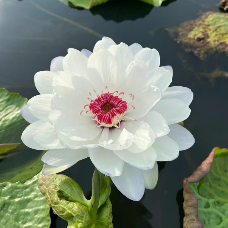 Sacred Bonsai Bowl Lotus Flower Seeds ~ Grow vibrant blooms in bowls, pots, or patios.