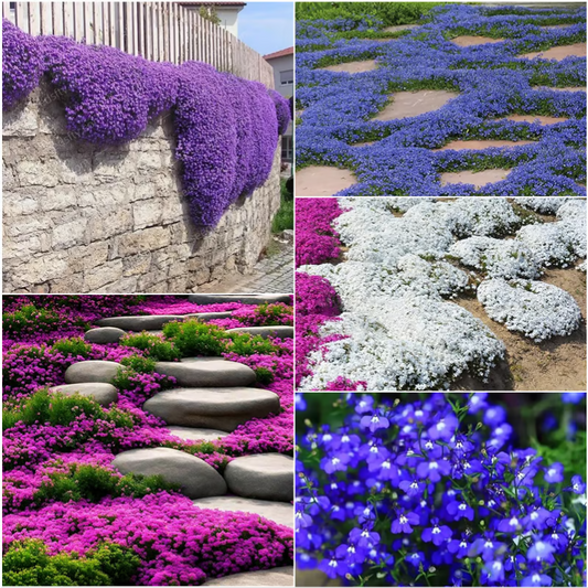 Creeping Thyme Seeds ~ Lush, Low-Maintenance Ground Cover in Full Bloom.