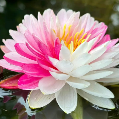 Sacred Bonsai Bowl Lotus Flower Seeds ~ Grow vibrant blooms in bowls, pots, or patios.