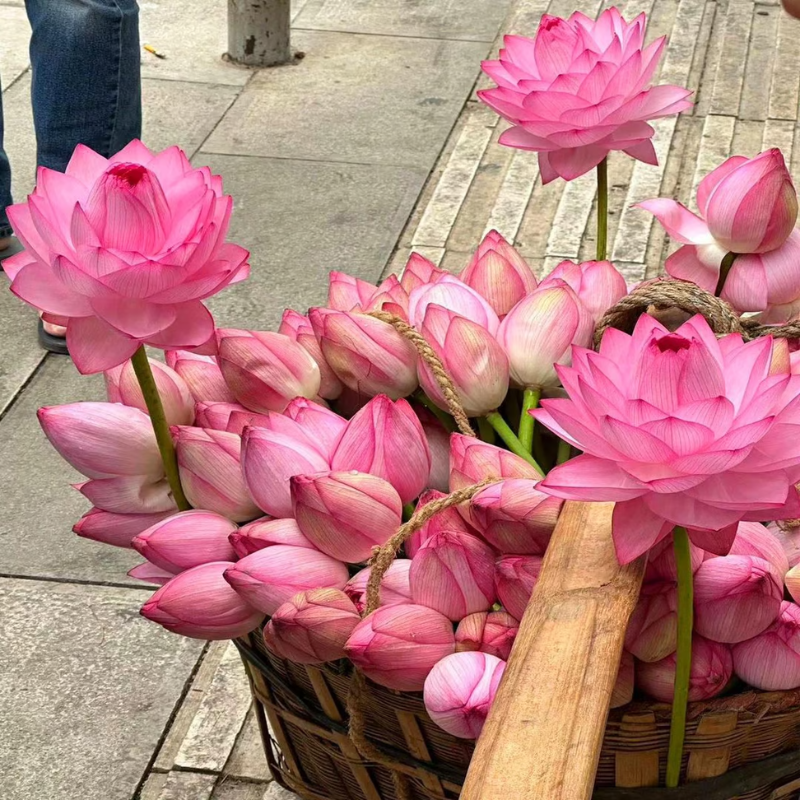 Sacred Bonsai Bowl Lotus Flower Seeds ~ Grow vibrant blooms in bowls, pots, or patios.