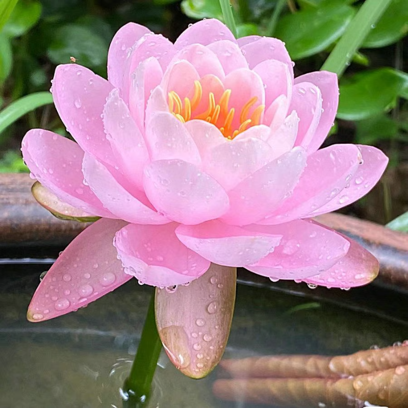 Sacred Bonsai Bowl Lotus Flower Seeds ~ Grow vibrant blooms in bowls, pots, or patios.