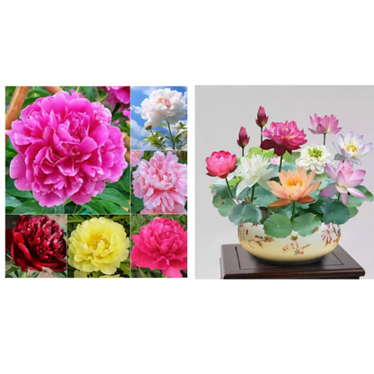 Double Petaled Peony Seeds ~ Grow lush, layered blooms that wow every spring
