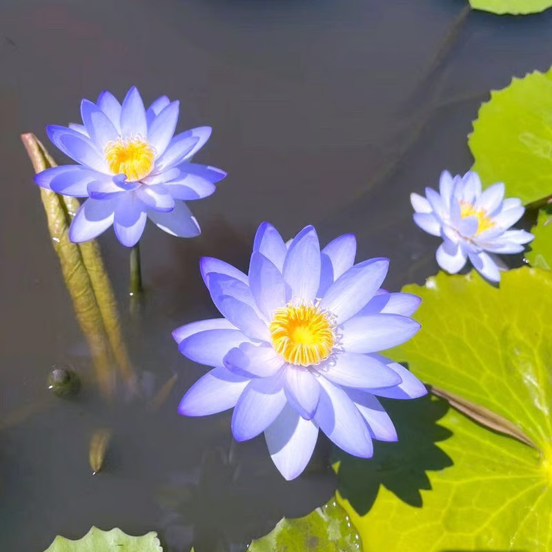 Sacred Bonsai Bowl Lotus Flower Seeds ~ Grow vibrant blooms in bowls, pots, or patios.