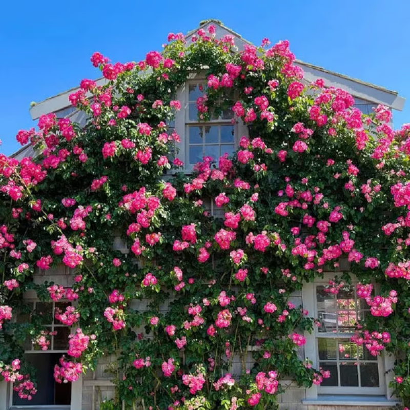 Climbing Rose Seeds ~ Transform fences into floral walls naturally_