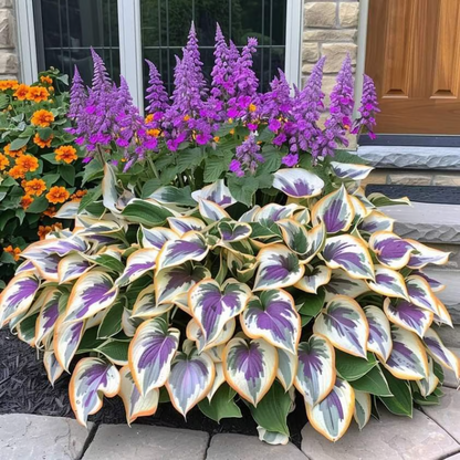 Rare Hosta Seeds ~ Transform dull garden corners into a colorful oasis.