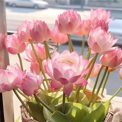 Sacred Bonsai Bowl Lotus Flower Seeds ~ Grow vibrant blooms in bowls, pots, or patios.