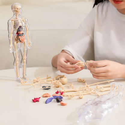 Clear Human Body Structure Model ~ Way cooler than a textbook.