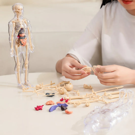 Clear Human Body Structure Model ~ Way cooler than a textbook.