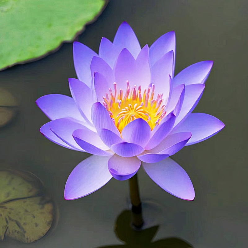 Sacred Bonsai Bowl Lotus Flower Seeds ~ Grow vibrant blooms in bowls, pots, or patios.