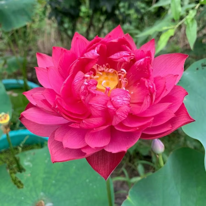 Sacred Bonsai Bowl Lotus Flower Seeds ~ Grow vibrant blooms in bowls, pots, or patios.