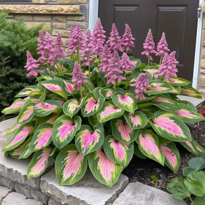 Rare Hosta Seeds ~ Transform dull garden corners into a colorful oasis.