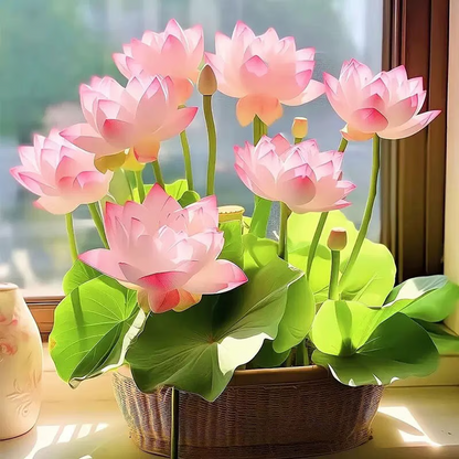 Sacred Bonsai Bowl Lotus Flower Seeds ~ Grow vibrant blooms in bowls, pots, or patios.