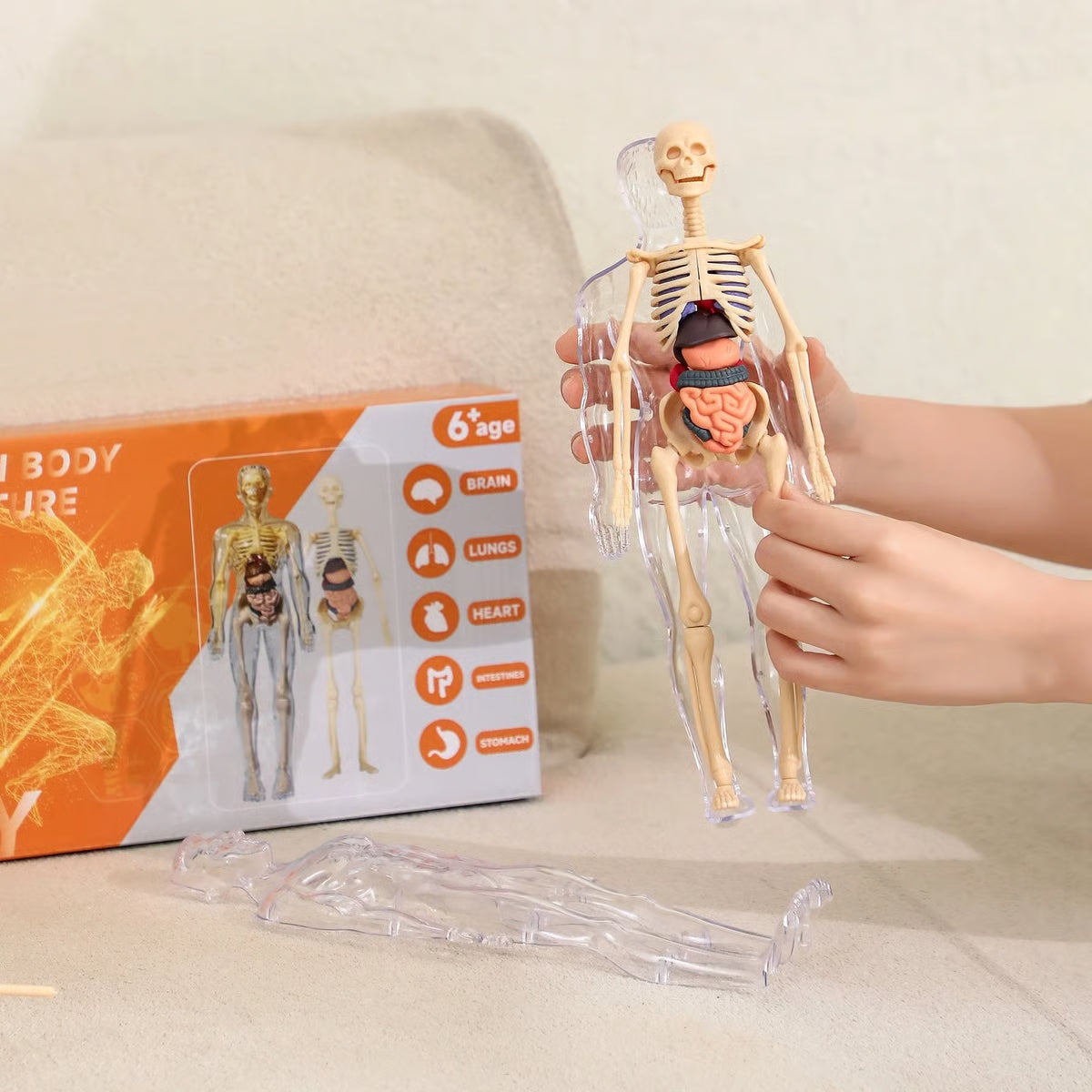 Clear Human Body Structure Model ~ Way cooler than a textbook.