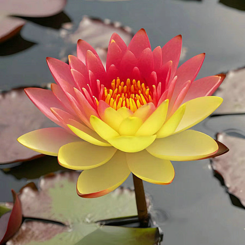 Sacred Bonsai Bowl Lotus Flower Seeds ~ Grow vibrant blooms in bowls, pots, or patios.