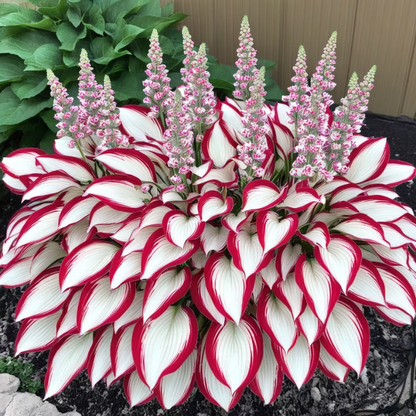 Rare Hosta Seeds ~ Transform dull garden corners into a colorful oasis.