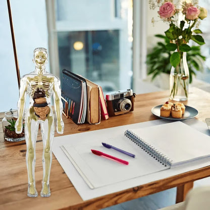 Clear Human Body Structure Model ~ Way cooler than a textbook.