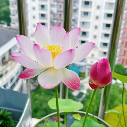 Sacred Bonsai Bowl Lotus Flower Seeds ~ Grow vibrant blooms in bowls, pots, or patios.