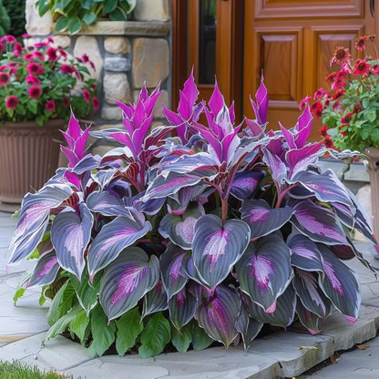 Rare Hosta Seeds ~ Transform dull garden corners into a colorful oasis.