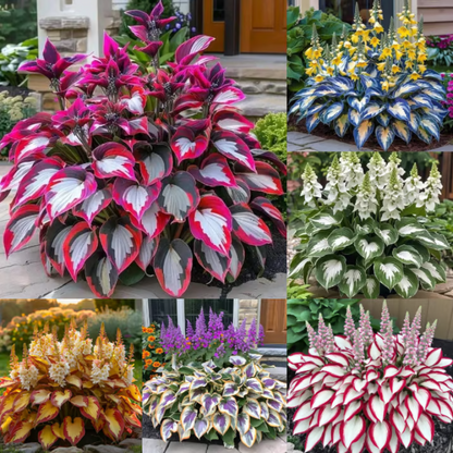 Rare Hosta Seeds ~ Transform dull garden corners into a colorful oasis.