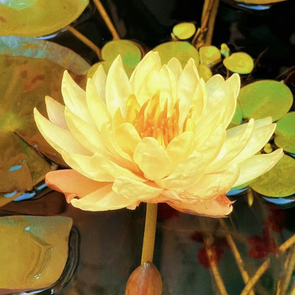 Sacred Bonsai Bowl Lotus Flower Seeds ~ Grow vibrant blooms in bowls, pots, or patios.