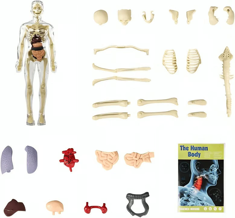 Clear Human Body Structure Model ~ Way cooler than a textbook.