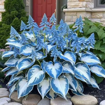Rare Hosta Seeds ~ Transform dull garden corners into a colorful oasis.