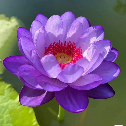 Sacred Bonsai Bowl Lotus Flower Seeds ~ Grow vibrant blooms in bowls, pots, or patios.