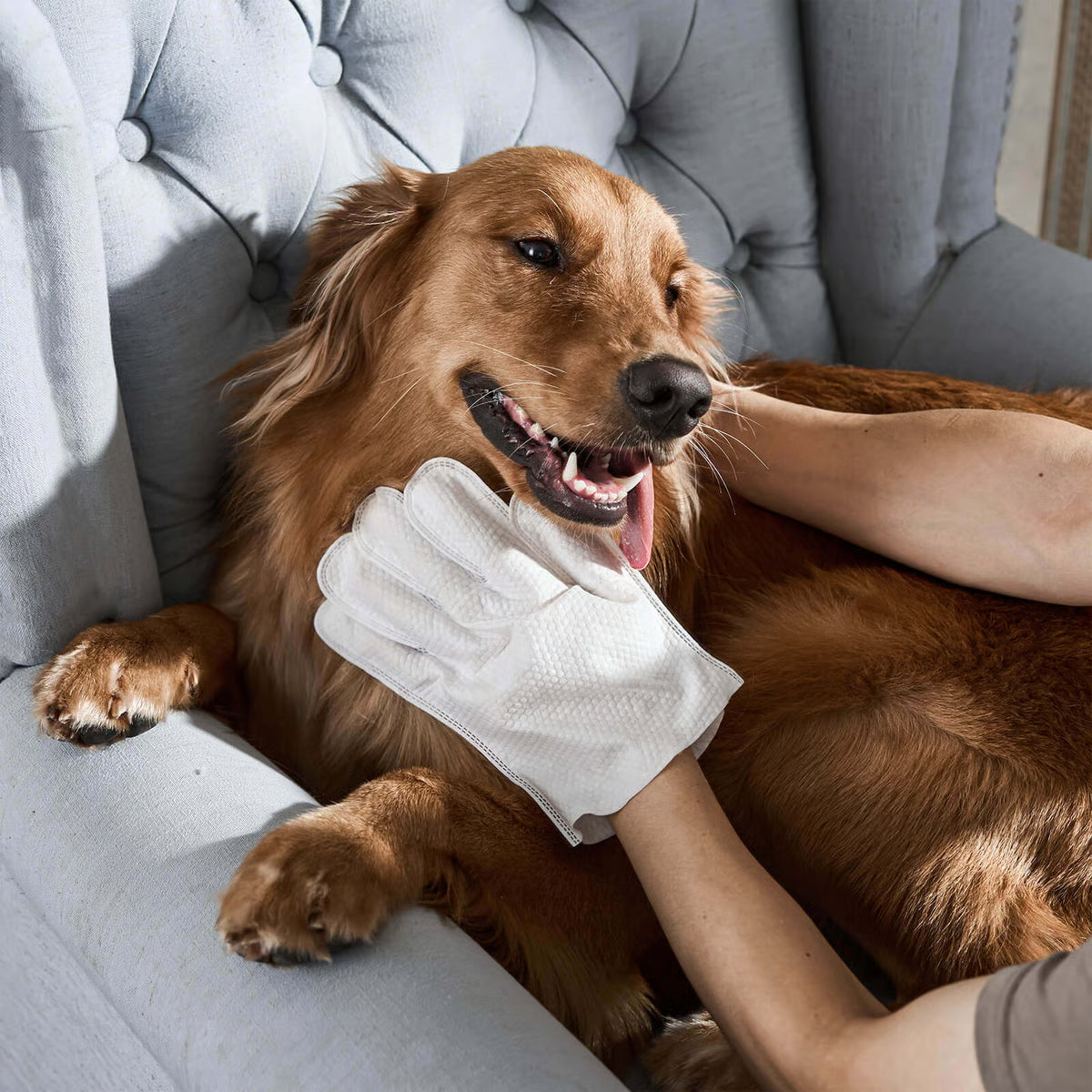 Odor-Removing Pet Glove Wipes ~ Bath-free freshness in seconds.