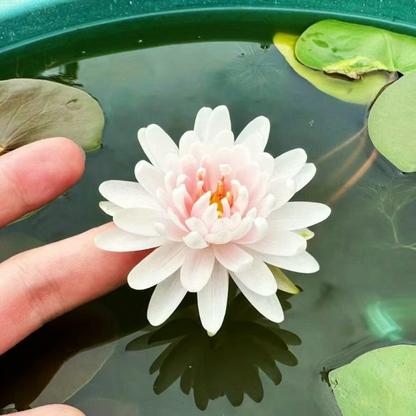Sacred Bonsai Bowl Lotus Flower Seeds ~ Grow vibrant blooms in bowls, pots, or patios.