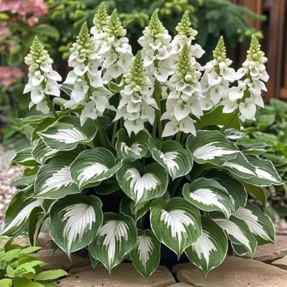 Rare Hosta Seeds ~ Transform dull garden corners into a colorful oasis.